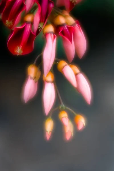 Gorgeous Dreamy Red Flowers Orange Buds Macro Wonderful Green Bokeh — Stock Photo, Image