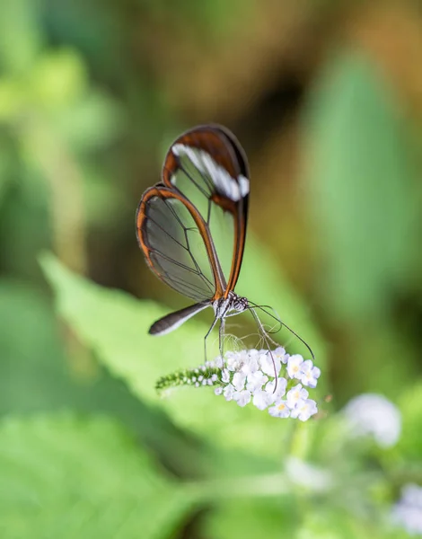 Close View Glasswing Butterfly Drinking Nectar White Flower — Stock Photo, Image