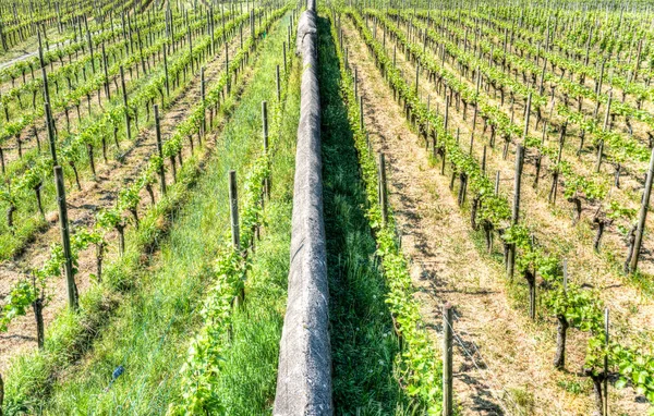 Deux Vignobles Avec Des Rangées Infinies Vignes Séparées Par Une — Photo