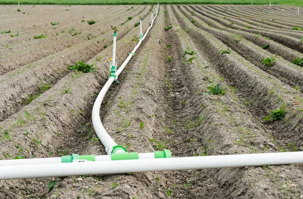 Campo Recentemente Arado Com Sistema Irrigação Inteligente — Fotografia de Stock