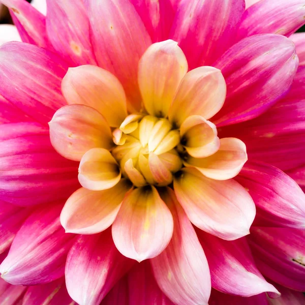 Vista de perto de uma flor rosa dahlia — Fotografia de Stock