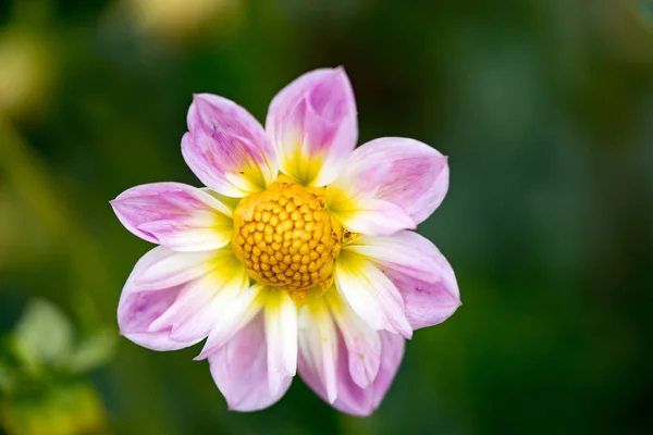 Vista da vicino di un fiore di dalia Audrey — Foto Stock