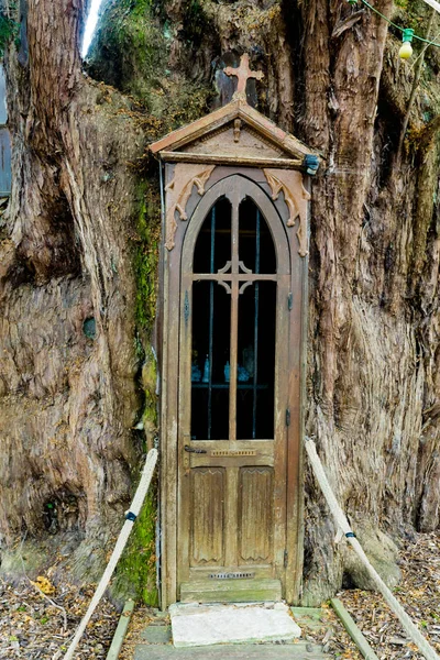 Blick auf die Kapelle im Inneren einer riesigen alten Eibe in la haye-de-routot — Stockfoto