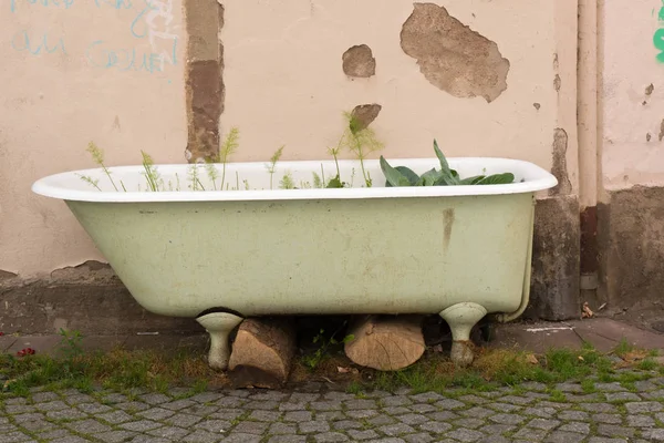 Blick auf urbanes Gärtnern in einer stillgelegten alten Badewanne — Stockfoto