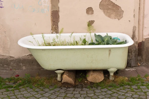 Вид на простое городское озеленение в разобранной старой ванне — стоковое фото