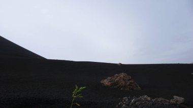  young green plant growing on desolate volcanic crater plateau after an eruption