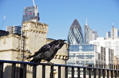 Londra Kulesi, kalenin içinde bir karga