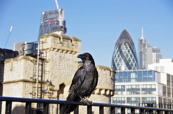 En kråka i fästningen Tower of London — Stockfoto