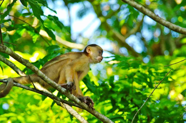 Beyaz başlı capuchin