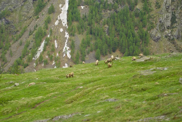 Steinbocks (Capra Ibex) no vale de Cogne, Itália . — Fotografia de Stock