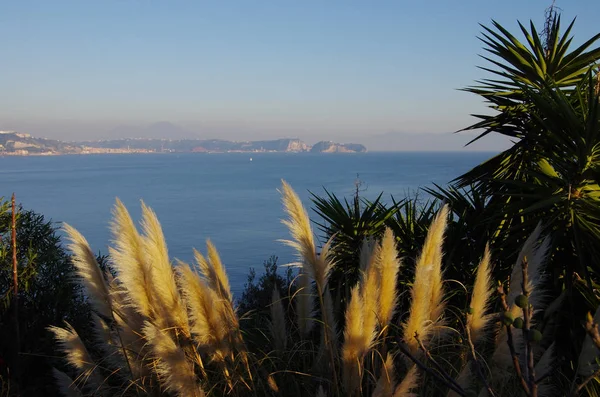 Bush de Cortaderia y el golfo de Nápoles — Foto de Stock