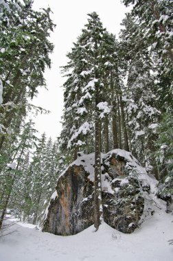 Dolomites Comelico orman içinde büyük kaya