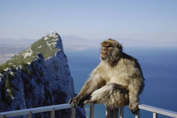 Maymun Cebelitarık, yarımadanın yüksek kısmı tipik görünümü