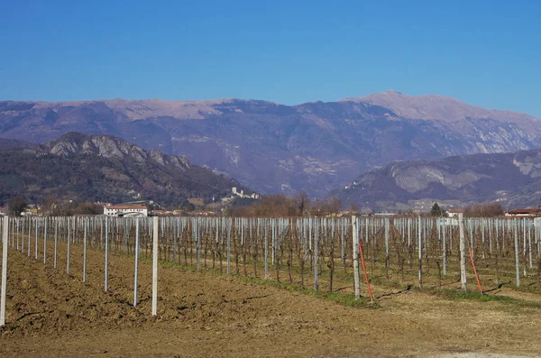 Vinhedo no Prealpi Venete abaixo Mt.Visentin — Fotografia de Stock