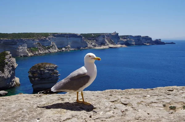 Seagull and the white cliffs of Bonifacio, Corsica. — Stock Photo, Image