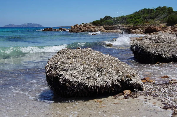 Yosunlar Sardinya sahilde yığınları. — Stok fotoğraf