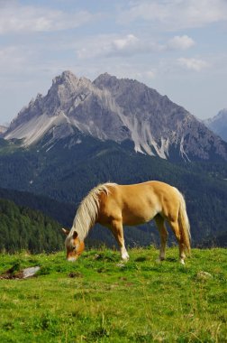 Dolomites'in Haflinger at