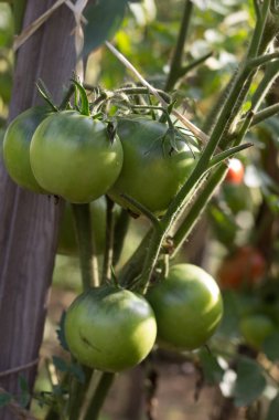 Kök üzerinde genç meyve domates