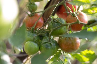 Kök üzerinde genç meyve domates