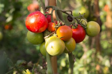 Kök üzerinde genç meyve domates