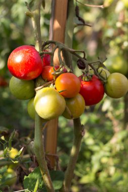 Kök üzerinde genç meyve domates