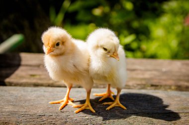 Bir ağaç kürsüye küçük tavuk