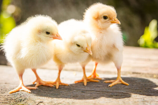 Small chickens stand on a tree