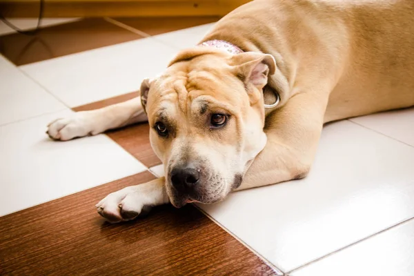 South African Boerboel indoors — Stock Photo, Image