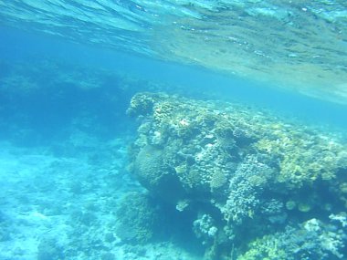 Dalış ve su Mısır deniz altında mercan