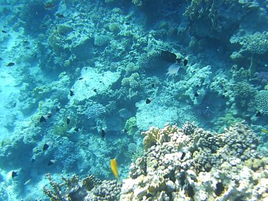 Dalış ve su Mısır deniz altında mercan