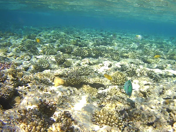 Plongée Corail Sous Eau Dans Mer Egypte — Photo