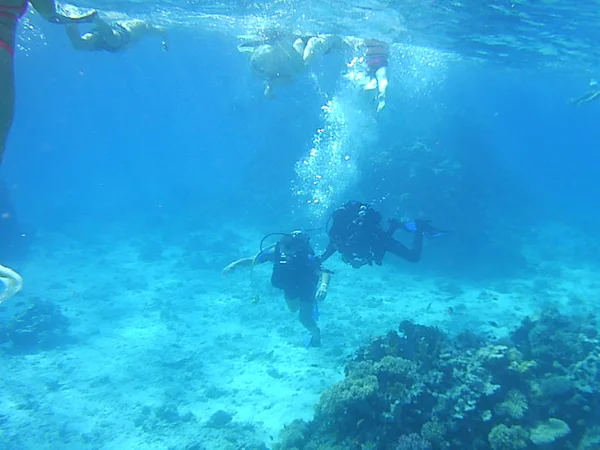 在埃及海的水下潜水和珊瑚 — 图库照片