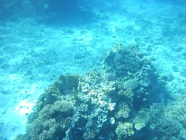 Tauchen Und Korallen Unter Wasser Ägyptischen Meer — Stockfoto