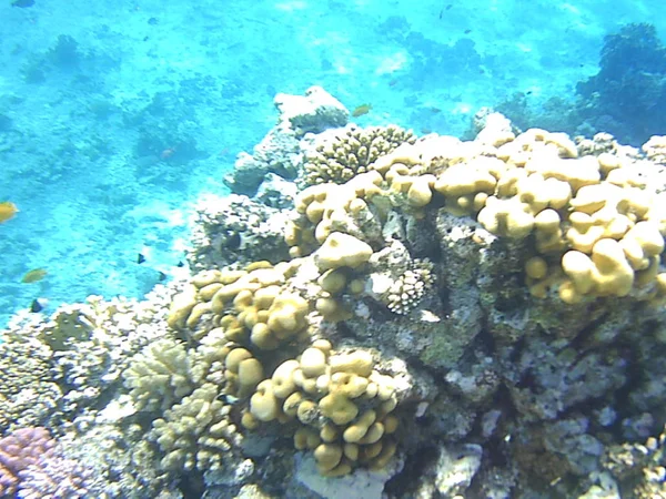 Immersioni Coralli Sott Acqua Nel Mare Egitto — Foto Stock