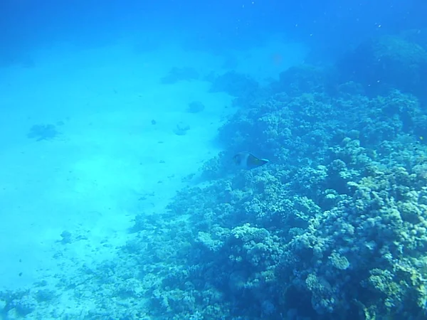 Plongée Corail Sous Eau Dans Mer Egypte — Photo