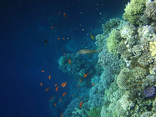diving and coral under water in the sea of Egypt