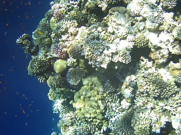 在埃及海的水下潜水和珊瑚 — 图库照片
