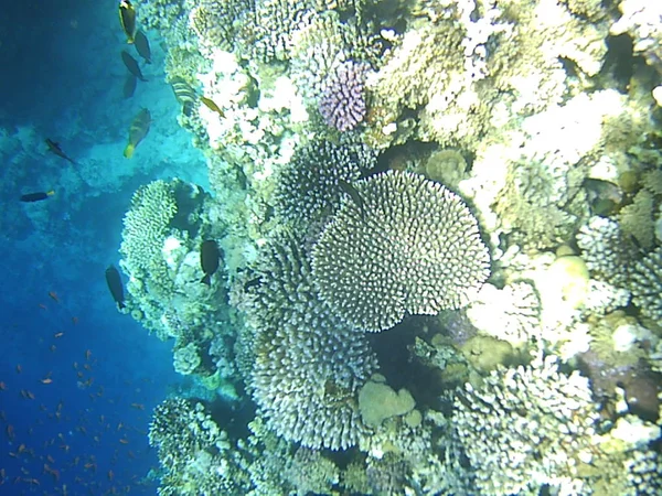 diving and coral under water in the sea of Egypt