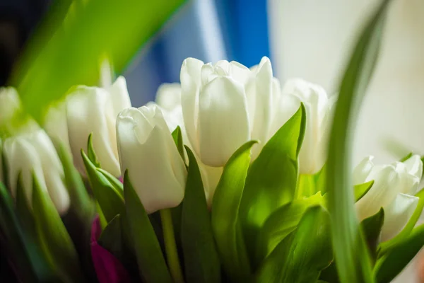 Пучок Белых Тюльпанов — стоковое фото