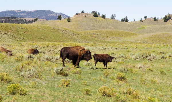 Birkaç bizonlar Prairie. Yellowstone Ulusal park,Wy.Usa