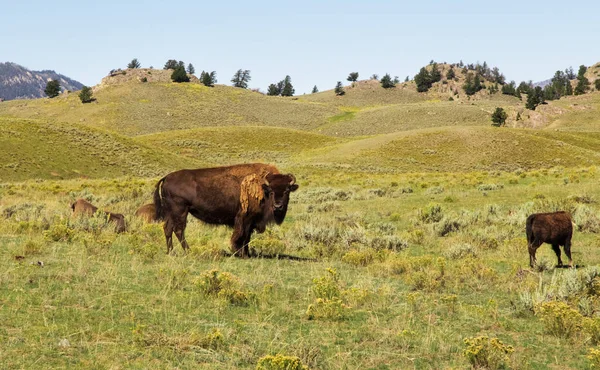 Birkaç bizonlar Prairie. Yellowstone Ulusal park,Wy.Usa