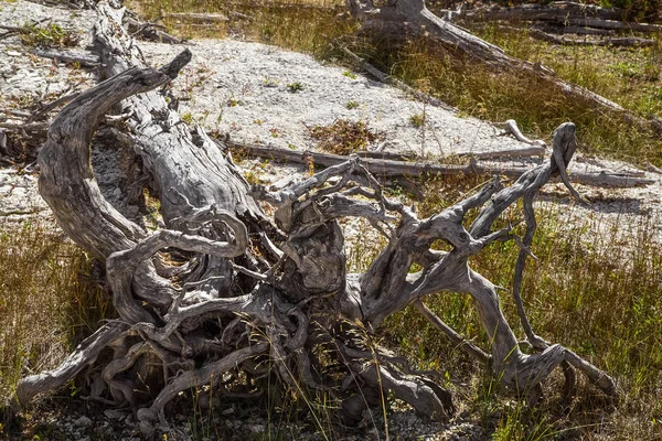 Ölü Ağaç kökleri Yellowstone Milli Parkı, Wy, ABD ile