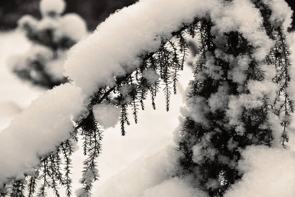 Arbusto Enebro Jardín Invierno Paisaje Con Enebro Cubierto Nieve Sepia — Foto de Stock