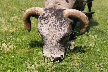 Büyük boğa yeşil ot yer. Boğaların başı ve boynuzları birbirine yakın. Bufalo yiyorum..