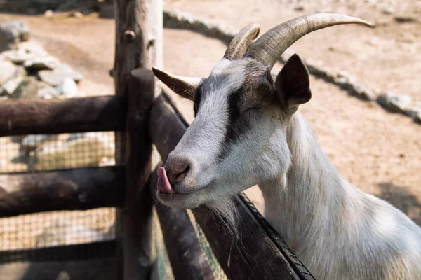 Portrait of cute goat in a farm. Licking happy Goat near wooden fence. Goats head close up. Farm animals.