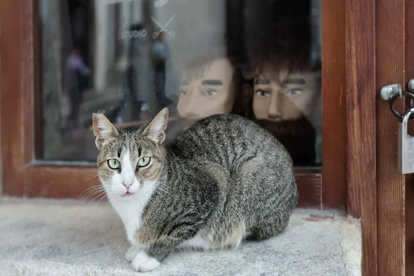 床屋の窓枠に緑の目をしたグレーの猫 窓のダミーの背景 猫探し 概念写真 — ストック写真