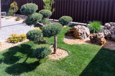  Modern conifer Garden design with large stones. Cloud pruned topiary tree. Rock garden design. clipart