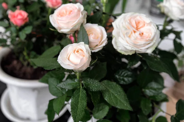 花のポットに桃の白い英語のバラの低木 柔らかい焦点 緑の葉に水が落ちる — ストック写真