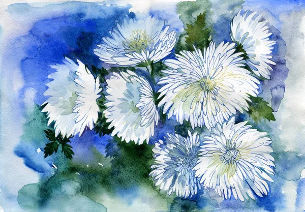 Белые Хризантемы Синем Фоне Иллюстрация Акварелью — стоковое фото
