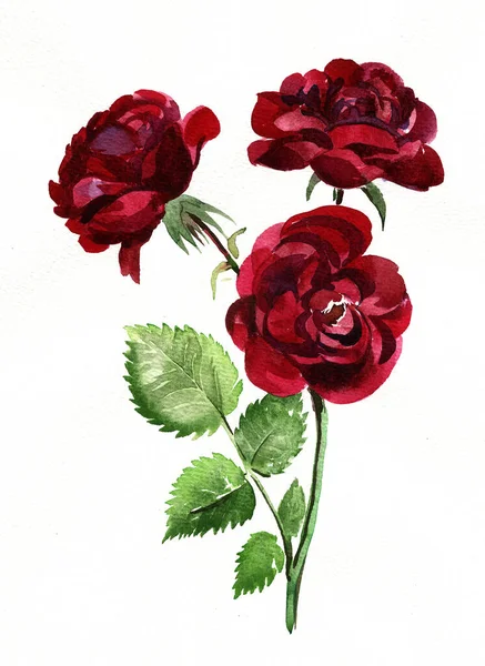 Красные Розы Иллюстрация Акварелью — стоковое фото